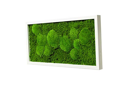 Moos Design imágenes Modernas Comprar, Imagen de Pared con Marco Blanco, Planta Foto única, Musgo imágenes (60x30 cm)