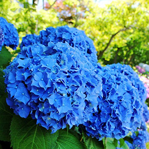 Rosepoem Hermosas semillas de hortensias La siembra es simple Flores románticas para el hogar y plantación de jardín Planta de flores Semillas raras 20 piezas