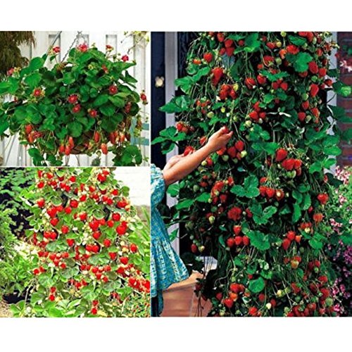 100 unids/pack de fresas fresa escalar grandes semillas de plantas rojas en casa jardín