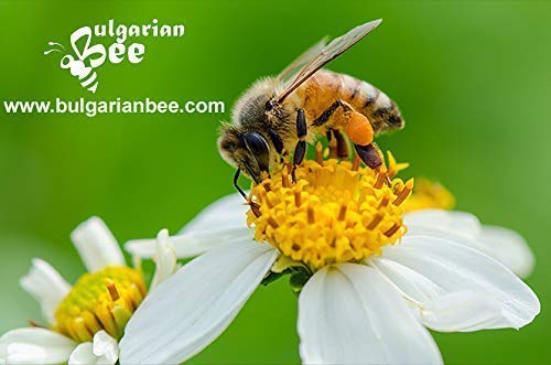 500 g de polen de abeja orgánico recolectado de las flores y hierbas silvestres del bosque, la flora virgen búlgara más variada
