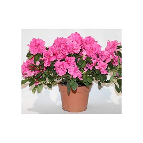 Azalea (maceta 12 cm ø) (Rosado)