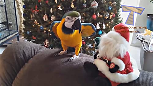 Funny Animal Videos
