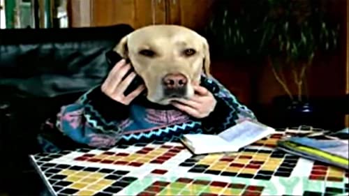 Funny Animal Videos