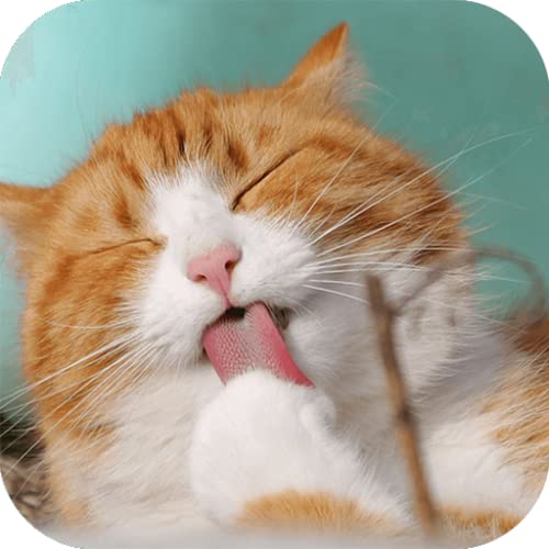 Funny Animal Videos