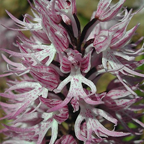 hombre de orquídeas italiana 200PCS Plantas exóticas Orchis italica semillas Pirámide mono orquídea jardín de Bonsai Balcón de bricolaje
