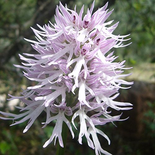hombre de orquídeas italiana 200PCS Plantas exóticas Orchis italica semillas Pirámide mono orquídea jardín de Bonsai Balcón de bricolaje
