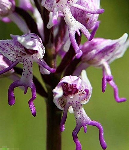 hombre de orquídeas italiana 200PCS Plantas exóticas Orchis italica semillas Pirámide mono orquídea jardín de Bonsai Balcón de bricolaje