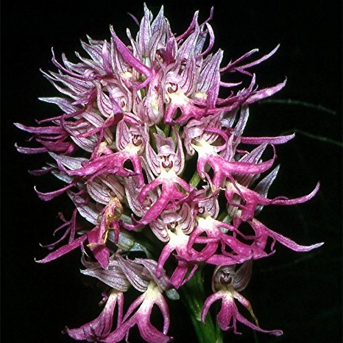 hombre de orquídeas italiana 200PCS Plantas exóticas Orchis italica semillas Pirámide mono orquídea jardín de Bonsai Balcón de bricolaje
