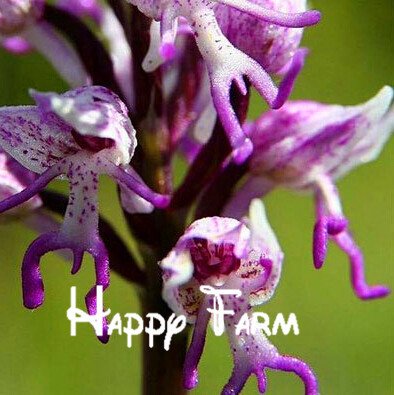 Las macetas, plantadores de la cara del mono orquídeas semillas de orquídeas hombre múltiples variedades de bonsái plantas Semillas para el hogar y el jardín, 100 semillas