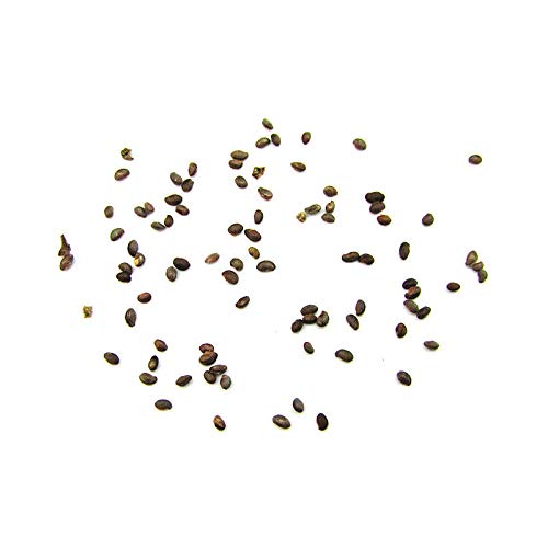 Portal Cool Rojo: 50 Nutritivos Gigantes sin espinas Negro Rojo Amarillo Frambuesa Semillas Fibra antioxidante