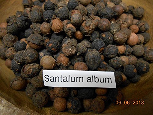 RWS 10 semillas Santalum album, sándalo blanco, sándalo indio, nueva importación de marzo de 2018