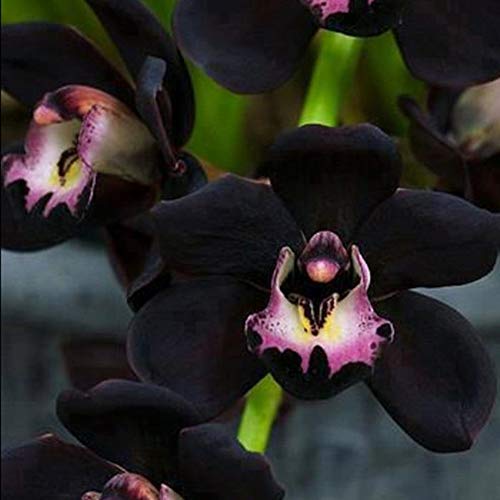 100 Piezas De Semillas De Orquídeas Negras Cymbidium Flower Plant Home Office Garden Bonsai Decor, Hermosas Semillas De Plantas Semillas de Orquídea Negra