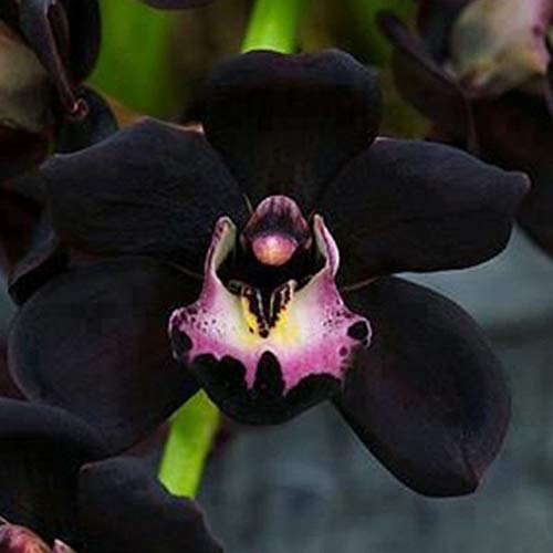 100 Piezas De Semillas De Orquídeas Negras Cymbidium Flower Plant Home Office Garden Bonsai Decor, Hermosas Semillas De Plantas Semillas de Orquídea Negra