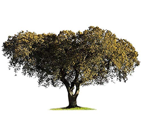 Encina - árbol de pequeño tamaño, perfecto para regalar (2)