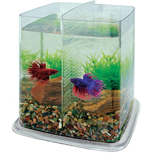 ICA PT073A Bettera Betta Battle Paradise, Incoloro