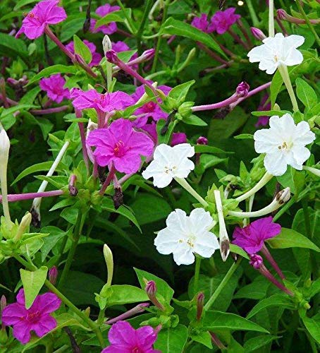 Mirabilis Jalapa Seeds 10+ (Quattro ore in fiore) Colori misti per giardino domestico Piantagione di cortile all'aperto