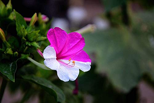 Mirabilis Jalapa Seeds 10+ (Quattro ore in fiore) Colori misti per giardino domestico Piantagione di cortile all'aperto