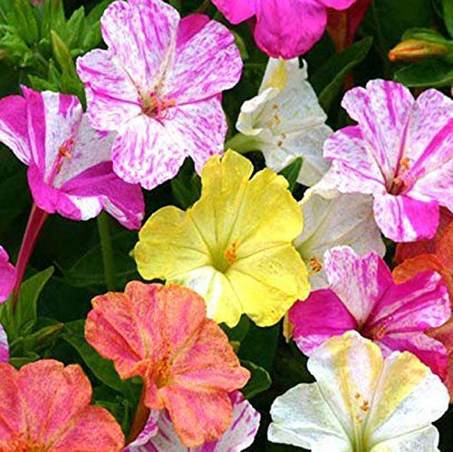 Mirabilis Jalapa Seeds 10+ (Quattro ore in fiore) Colori misti per giardino domestico Piantagione di cortile all'aperto