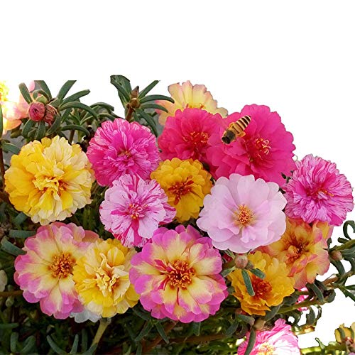 Moss Rose Semi di fiori di colore misto 100+ Portulaca ornamentale Grandiflora Fiori Semi Bonsai Semi per giardino domestico Bonsai Piantare