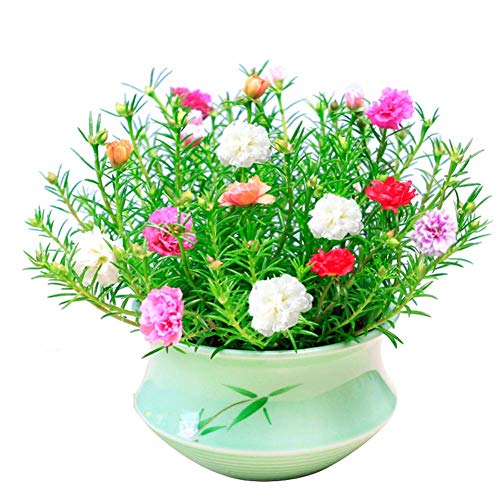 Moss Rose Semi di fiori di colore misto 100+ Portulaca ornamentale Grandiflora Fiori Semi Bonsai Semi per giardino domestico Bonsai Piantare