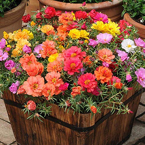 Moss Rose Semi di fiori di colore misto 100+ Portulaca ornamentale Grandiflora Fiori Semi Bonsai Semi per giardino domestico Bonsai Piantare