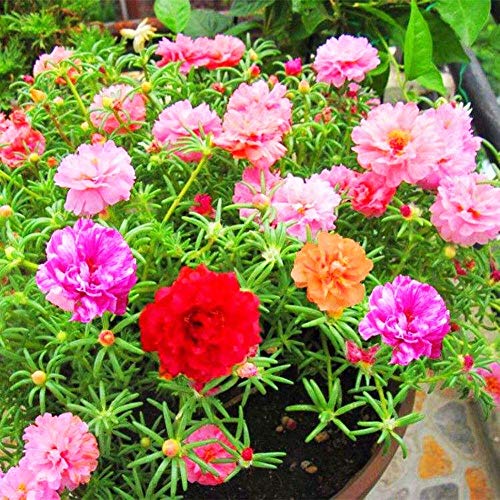 Moss Rose Semi di fiori di colore misto 100+ Portulaca ornamentale Grandiflora Fiori Semi Bonsai Semi per giardino domestico Bonsai Piantare