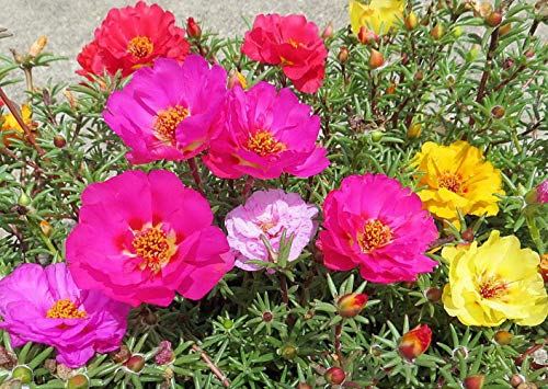 Moss Rose Semi di fiori di colore misto 100+ Portulaca ornamentale Grandiflora Fiori Semi Bonsai Semi per giardino domestico Bonsai Piantare