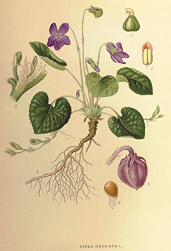 Portal Cool Las semillas del paquete: 100 Si no se trata la reina Charlotte Violeta - Viola odorata - Flor