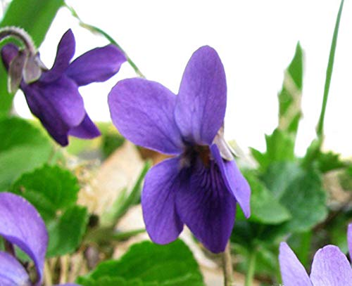 Portal Cool Las semillas del paquete: 100 Si no se trata la reina Charlotte Violeta - Viola odorata - Flor