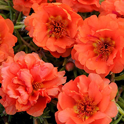 Semillas para la siembra, 100pcs/Bag Portulaca Grandiflora Semillas Decorativas Atractivas Hermosa Mezcla Color Portulaca Grandiflora Semillas para el Hogar - Semillas