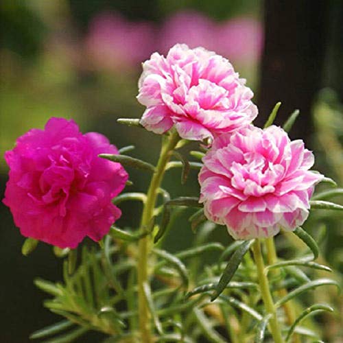 Semillas para la siembra, 100pcs/Bag Portulaca Grandiflora Semillas Decorativas Atractivas Hermosa Mezcla Color Portulaca Grandiflora Semillas para el Hogar - Semillas