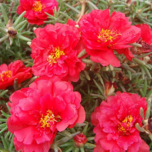 Semillas para la siembra, 100pcs/Bag Portulaca Grandiflora Semillas Decorativas Atractivas Hermosa Mezcla Color Portulaca Grandiflora Semillas para el Hogar - Semillas