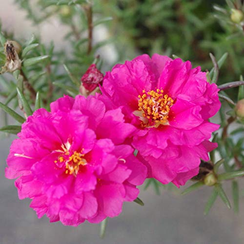 Semillas para la siembra, 100pcs/Bag Portulaca Grandiflora Semillas Decorativas Atractivas Hermosa Mezcla Color Portulaca Grandiflora Semillas para el Hogar - Semillas