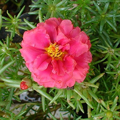 Semillas para la siembra, 100pcs/Bag Portulaca Grandiflora Semillas Decorativas Atractivas Hermosa Mezcla Color Portulaca Grandiflora Semillas para el Hogar - Semillas