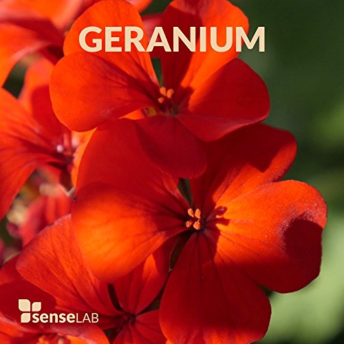 SenseLAB Aceite Esencial de Geranio - Aceite de Geranio Natural 100 % Puro de Grado Terapéutico para Difusor de Aromaterapia - Aceite para el Cuidado de la Piel - Relajante y Calmante (10 ml)