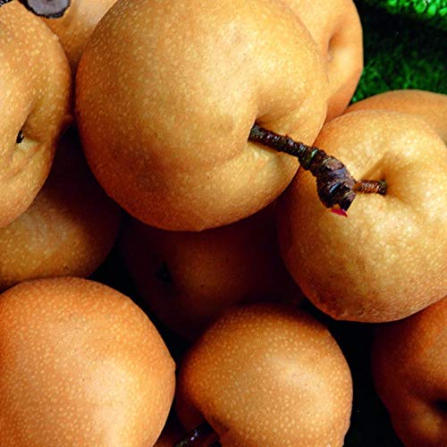 TENGGO Egrow 10 Piezas/Bolsa Pera Semillas peral Chino Chino Bonsai Semillas Fruta exótica Dulce y Deliciosa Semillas Flor con Alta tasa de germinación Planta