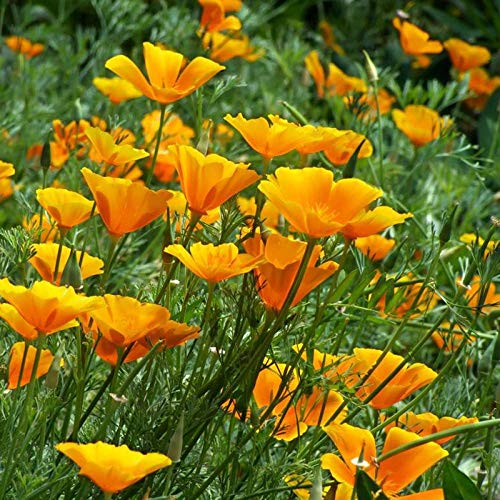 XINDUO Mezcla Semillas Ornamentales,Planta de Paisaje al Aire Libre Semillas de Amapola de California-0.25kg,Ornamentales Semillas