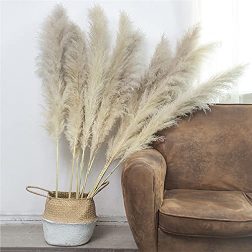 10 Unids Flores Secas Pampas Hierba Reed Hierba Plumes Gran Planta Natural Color Natural Pampas Fluffy Phragmites 47"Tall Cream Fluffy Pampas Grass Decor para el hogar