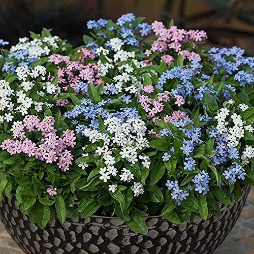 100 piezas mixtas no me olvides semillas Flor perenne para la plantación de jardines al aire libre Flores coloridas Decorar el patio Crear un hermoso paisaje de jardinería