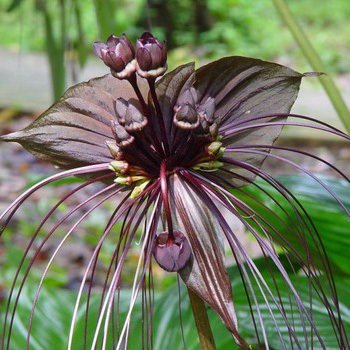 100pcs / bag del Tigre Negro Orquídea Flores Semillas Semillas de flores de orquídeas raras para casas y jardines plantas bonsai
