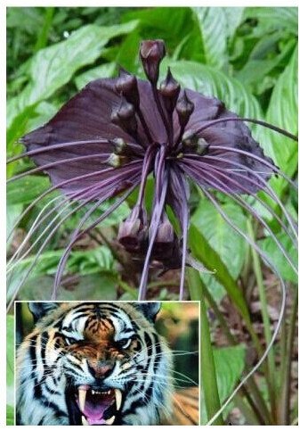 100pcs / bag del Tigre Negro Orquídea Flores Semillas Semillas de flores de orquídeas raras para casas y jardines plantas bonsai