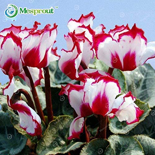 100Pcs White Red Edge Cyclamen Flower Seeds Plantas con flores perennes Cyclamen Seeds para Diy Home & Amp; Jardín