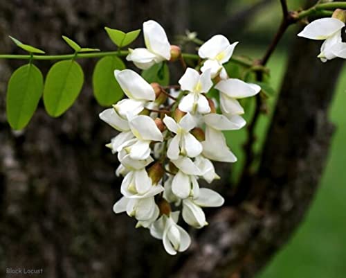 20 Black Locust (Robinia Pseudoacacia) Tree Seeds.