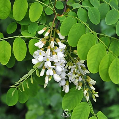 20 Black Locust (Robinia Pseudoacacia) Tree Seeds.