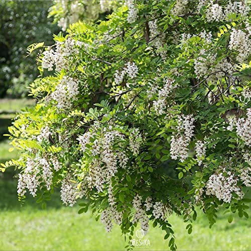 20 Black Locust (Robinia Pseudoacacia) Tree Seeds.