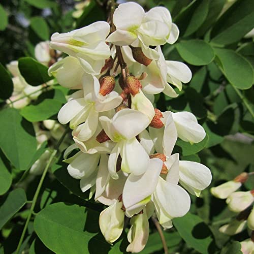 20 Black Locust (Robinia Pseudoacacia) Tree Seeds.