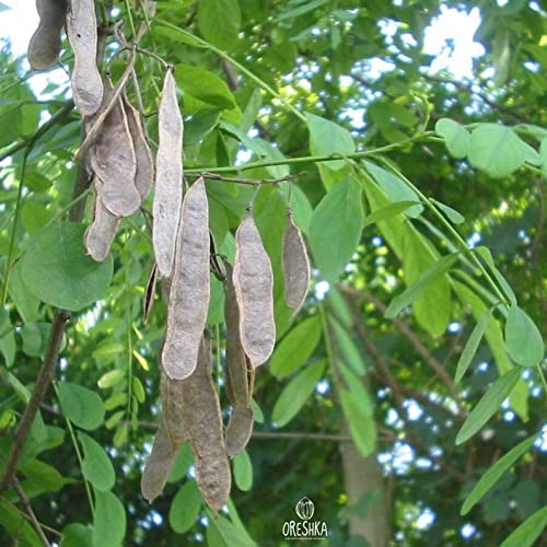 20 Black Locust (Robinia Pseudoacacia) Tree Seeds.
