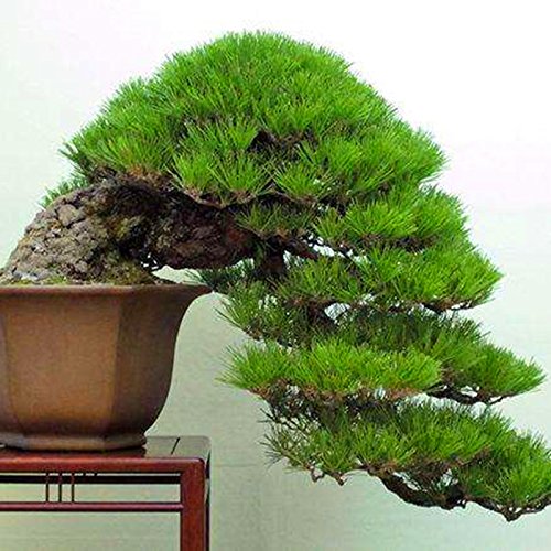 20 PC / bolso semillas de pino negro semillas verdes árboles bonsai planta de Pinus thunbergii Parl para el jardín de plantas leñosas perennes rectas 3