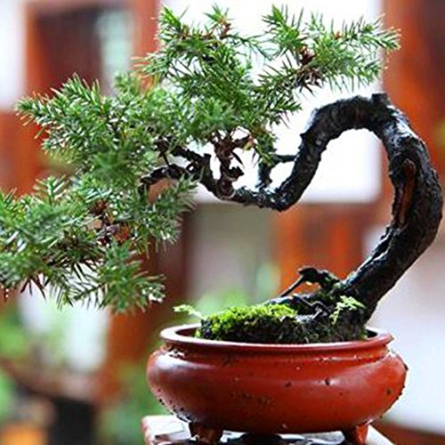 20 PC / bolso semillas de pino negro semillas verdes árboles bonsai planta de Pinus thunbergii Parl para el jardín de plantas leñosas perennes rectas 3