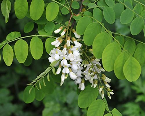 25 Semillas de Falsa Acacia (Robinia Pseudoacacia)